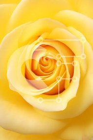 Intra Συλλεκτικό Ξύλινο Παζλ Plywood 4mm - Κοντινό πλάνο ενός κίτρινου τριαντάφυλλου Σε Ξύλινο Κουτί - Διαστάσεις Puzzle: 10x10 cm – 25 κομμάτια