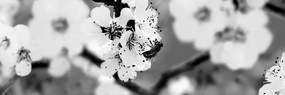 Εικόνα λουλουδιών δέντρων την άνοιξη σε μαύρο & άσπρο
