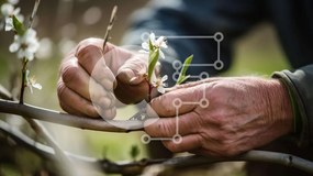 Intra Συλλεκτικό Ξύλινο Παζλ Plywood  4mm - Ανθισμένο κλαδί μηλιάς Σε Ξύλινο Κουτί - Διαστάσεις: 10x10 cm – 25 κομμάτια