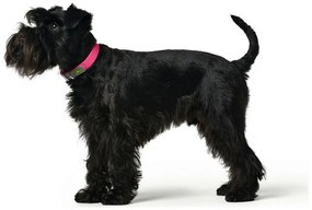 Κολλάρο Σκύλου Hunter Convenience Ροζ Μέγεθος M (38-46 cm)