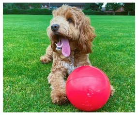 Παιχνίδια για Σκύλους Company of Animals Boomer πολυαιθυλένιο 250mm