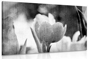 Εικόνα λιβάδι με τουλίπες σε ρετρό στυλ σε ασπρόμαυρο σχέδιο - 90x60