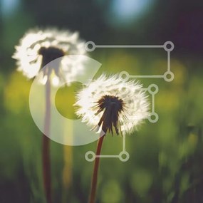 Intra Συλλεκτικό Ξύλινο Παζλ Plywood 4mm - Δύο λουλούδια πικραλίδας σε ένα ηλιόλουστο χωράφι Σε Ξύλινο Κουτί - Διαστάσεις: 10x10 cm – 25 κομμάτια