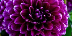 Εικόνα μωβ και βιολετί λουλούδι - 120x60