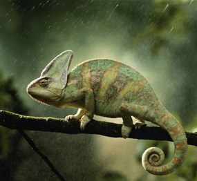 Φωτογραφία Veiled chameleon  on branch during, Peter Finch