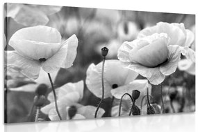Πεδίο εικόνας με άγριες παπαρούνες σε ασπρόμαυρο - 120x80