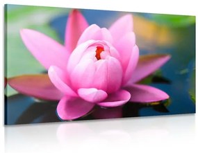 Εικόνα ενός όμορφου ροζ λουλουδιού στη λίμνη - 60x40