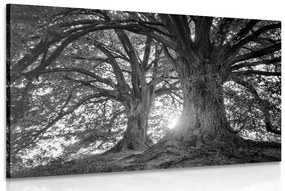 Εικόνα ασπρόμαυρα μεγαλοπρεπή δέντρα