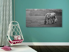 Εικόνα ενός αλόγου σε ένα λιβάδι σε ασπρόμαυρο - 120x60