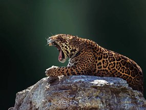 Φωτογραφία Jaguar, Photo by Ivan Vukelic