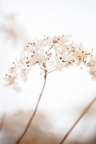 Φωτογραφία Soft dried flower_brown, Studio Collection