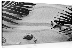 Εικόνα κοχυλιών κάτω από φύλλα φοίνικα σε ασπρόμαυρο - 60x40