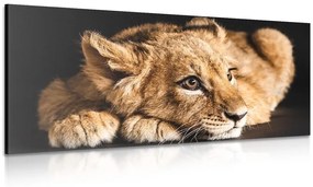 Εικόνα ενός νεαρού λιονταριού - 100x50