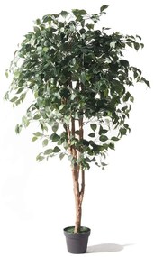 Τεχνητό Δέντρο Φίκος Benjamin 1780-6 165cm Green Supergreens Polyethylene