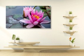 Εικόνα ροζ λουλούδι λωτού - 100x50
