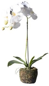 Τεχνητό Φυτό Ορχιδέα Phalaenopsis Real Touch Λευκή με Βάση Moss 60 εκ. 9070-6 Supergreens 9070-6 Λευκό