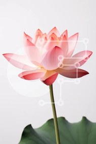 Σετ των 2 Intra Συλλεκτικό Ξύλινο Παζλ Plywood 4mm - Όμορφο λουλούδι Lotus Σε Ξύλινο Κουτί - Διαστάσεις: 10x10 cm – 25 κομμάτια