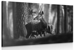 Εικόνα ενός ελαφιού σε ένα πευκοδάσος σε ασπρόμαυρο - 120x80
