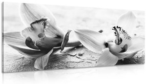 Εικόνα λουλουδιών ορχιδέας σε ασπρόμαυρο σχέδιο - 100x50
