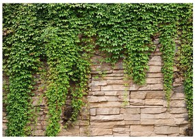 Φωτοταπετσαρία - Ivy wall 350x245