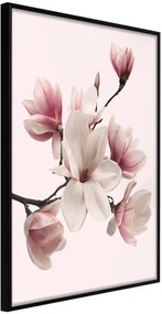 Αφίσα - Blooming Magnolias I - 20x30 - Μαύρο - Χωρίς πασπαρτού