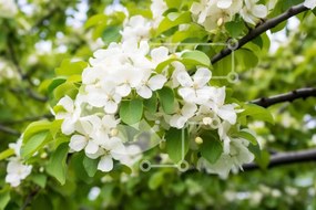 Intra Συλλεκτικό Ξύλινο Παζλ Plywood 4mm - Ανθισμένο δέντρο με λευκά λουλούδια και πράσινα φύλλα Σε Ξύλινο Κουτί - Διαστάσεις: 10x10 cm – 25 κομμάτια