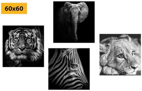 Σετ εικόνων με άγρια ​ζώα σε ασπρόμαυρο σχέδιο - 4x 60x60