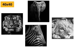 Σετ εικόνων με άγρια ​ζώα σε ασπρόμαυρο σχέδιο - 4x 40x40