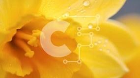 Intra Συλλεκτικό Ξύλινο Παζλ Plywood 4mm - Ζωντανό κίτρινο λουλούδι με σταγονίδια νερού Σε Ξύλινο Κουτί - Διαστάσεις: 10x10 cm – 25 κομμάτια