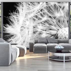 Φωτοταπετσαρία - Black and white dandelion 250x175