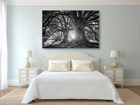 Εικόνα ασπρόμαυρα μεγαλοπρεπή δέντρα