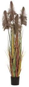 Φυτό Με 5 Pampas Grass Καφέ 72εκ. iliadis 85071