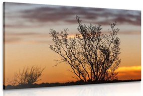 Εικόνα κλαδιών στο ηλιοβασίλεμα - 120x80