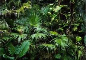 Αυτοκόλλητη φωτοταπετσαρία - Sunny Jungle - 196x140