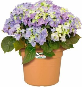 Βάζο Λουλουδιών Elho   Στρογγυλή Ροζ Πλαστική ύλη Ø 30 cm