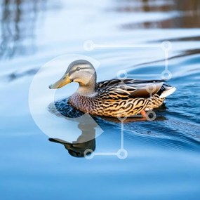 Intra Συλλεκτικό Ξύλινο Παζλ Plywood 4mm - Πάπια πρασινολαλιάς που κολυμπά σε μια μπλε λίμνη Σε Ξύλινο Κουτί - Διαστάσεις: 10x10 cm – 25 κομμάτια