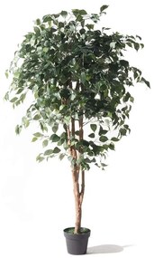 Τεχνητό Δέντρο Φίκος Benjamin 1780-6 165cm Green Supergreens Πολυαιθυλένιο