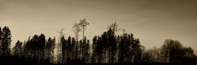 Εικόνα δάσος σέπια - 150x50