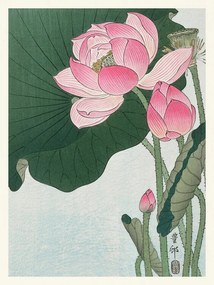 Αναπαραγωγή Blooming Lotus (Japandi Vintage) - Ohara Koson, (30 x 40 cm)