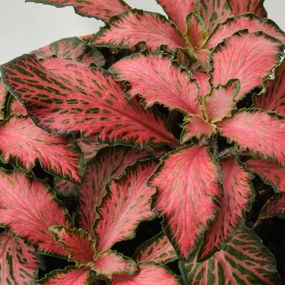 FITTONIA φυτό σε γλάστρα/Φιτόνια, 8.5 cm 005.986.93