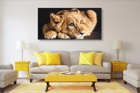 Εικόνα ενός νεαρού λιονταριού - 120x60