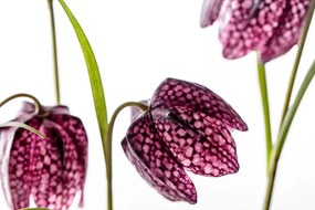 Εικόνα μωβ καρό λουλούδι - 90x60