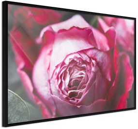 Αφίσα - Blooming Rose - 30x20 - Μαύρο - Χωρίς πασπαρτού