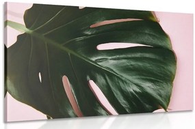 Φύλλο εικόνας φυτού monstera - 120x80