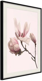 Αφίσα - Blooming Magnolias II - 30x45 - Μαύρο - Με πασπαρτού