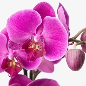 PHALAENOPSIS Φυτό, Ορχιδέα 803.291.64