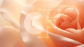 Intra Συλλεκτικό Ξύλινο Παζλ Plywood  4mm - Κοντινό πλάνο του ανθισμένου πορτοκαλιού τριαντάφυλλου Σε Ξύλινο Κουτί - Διαστάσεις: 10x10 cm – 25 κομμάτια