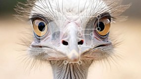 Σετ των 2 Intra Συλλεκτικό Ξύλινο Παζλ Plywood 4mm - Κοντινή όψη του κεφαλιού στρουθοκαμήλου Σε Ξύλινο Κουτί - Διαστάσεις: 10x10 cm – 25 κομμάτια