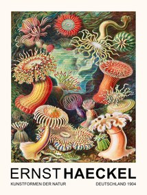 Αναπαραγωγή Actiniae–Seeanemonen / Sea Anemones (Vintage Academia) - Ernst Haeckel, (30 x 40 cm)