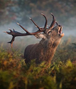 Φωτογραφία Bellowing Stag, Alan Crossland